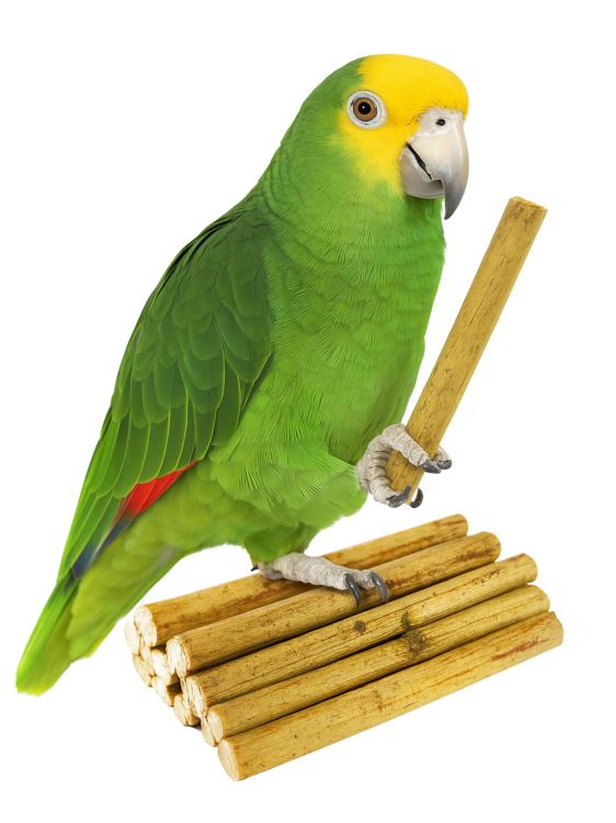 Slunečnicové větvičky | Stonky pro všechny papoušky 50 g od ParrotPlanet.cz