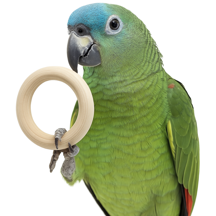 Dřevěné kolečko L – hračka pro papoušky nebo náhradní díly pro kutily – 10 ks od ParrotPlanet.cz