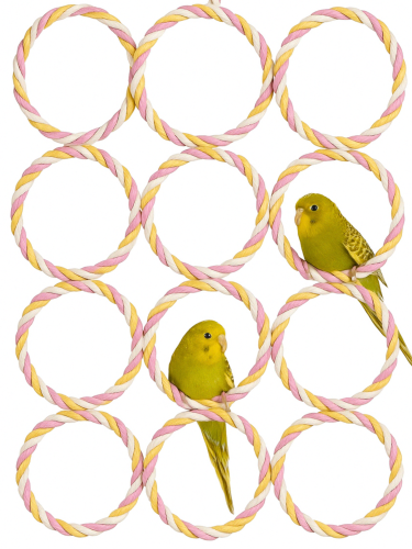 Kolečka na věšáku – Lezení pro malé a střední papoušky od ParrotPlanet.cz