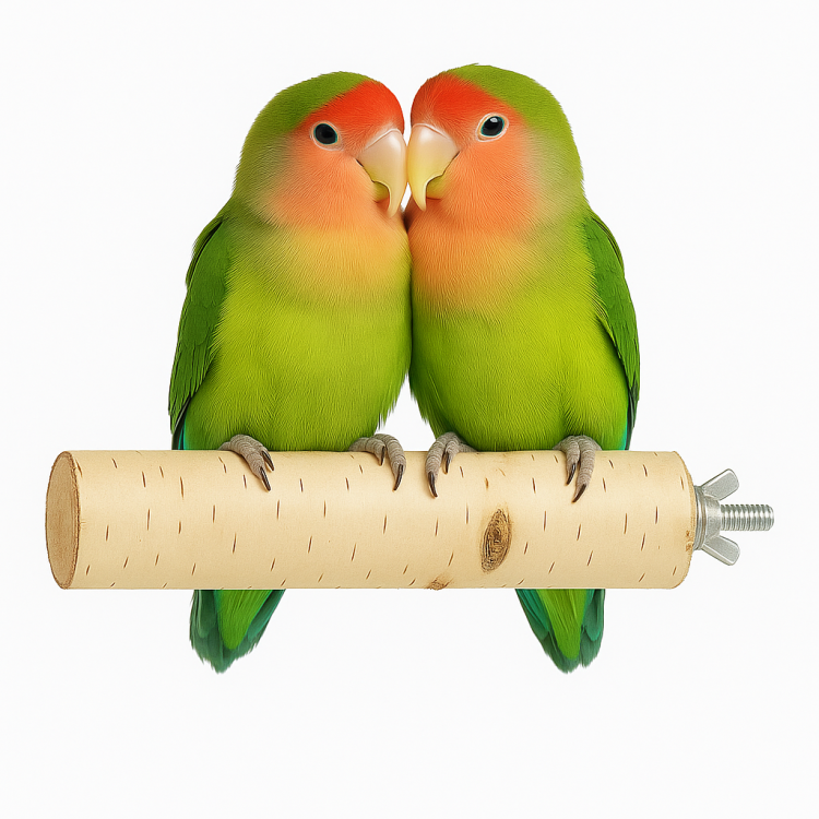 Parrot Planet Prirozene – Přírodní březová tyčinka pro papoušky, velikost S – 30 cm od Parrotplanet.cz