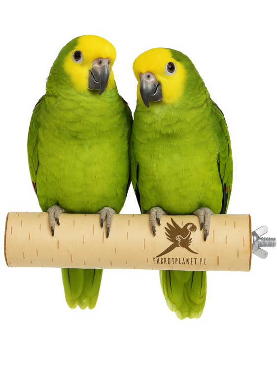 Parrot Planet Prirozene – Přírodní březová tyč pro papoušky, velikost M/L  – 30 cm od parrotplanet.cz