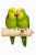 Parrot Planet Prirozene – Přírodní březová tyč pro papoušky, velikost M/L  – 30 cm od parrotplanet.cz
