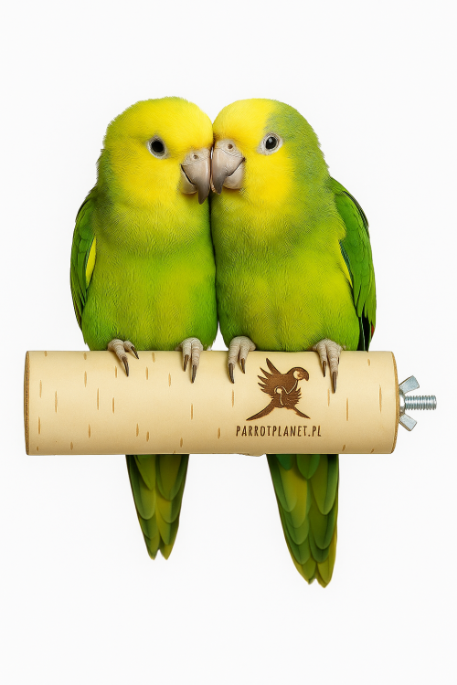 Parrot Planet Prirozene – Přírodní březová tyč pro papoušky, velikost M/L  – 30 cm od parrotplanet.cz