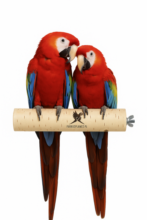 Parrot Planet Prirozene – Přírodní březová tyčinka pro papoušky, velikost XL – 30 cm od Parrotplanet.cz