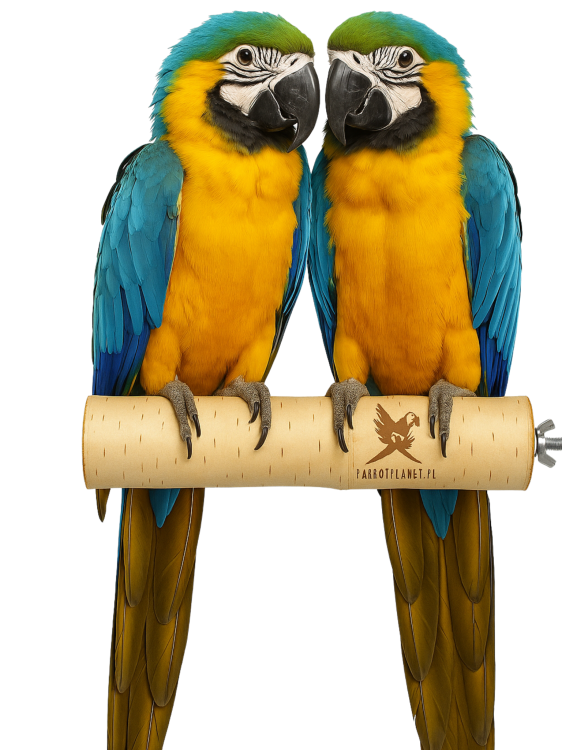 Parrot Planet Prirozene – Přírodní březová tyčinka pro papoušky, velikost XL – 30 cm od Parrotplanet.cz