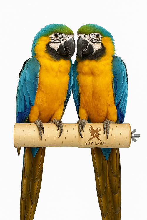 Parrot Planet Prirozene – Přírodní březová tyčinka pro papoušky, velikost XL – 30 cm od Parrotplanet.cz