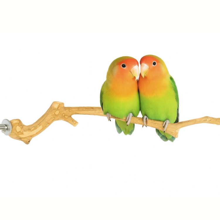 Tyčinka JAVA M – rovná pro střední papoušky od ParrotPlanet.cz