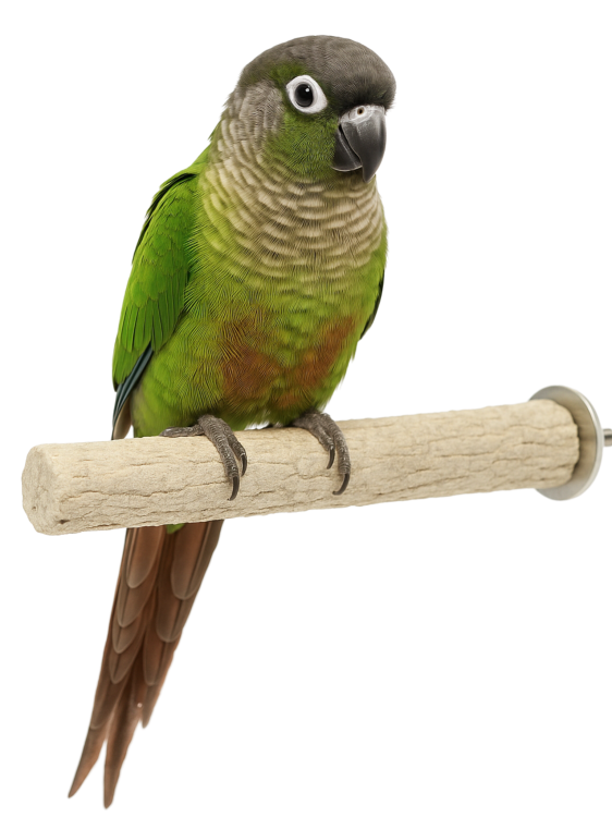 Tyčinka na péči o drápky S/M 15 cm od ParrotPlanet.cz