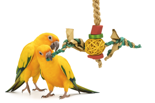 Závěsná radost – hračka pro malé a střední papoušky od ParrotPlanet.cz