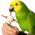 Premium Parrot Food – Ekologická sušená moruše pro všechny papoušky 100 g od ParrotPlanet.cz