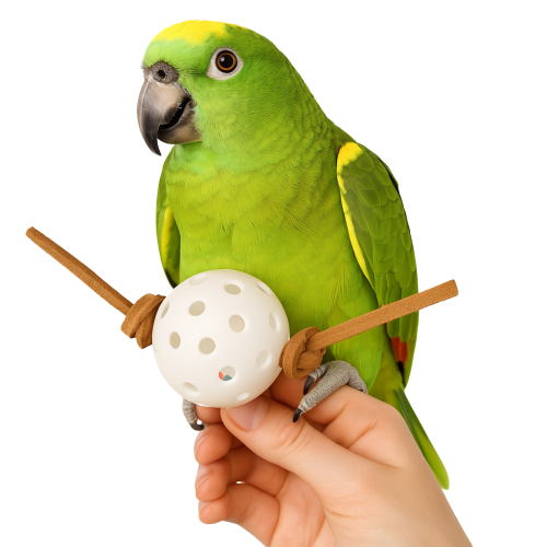 Premium Parrot Food – Ekologická sušená moruše pro všechny papoušky 100 g od ParrotPlanet.cz