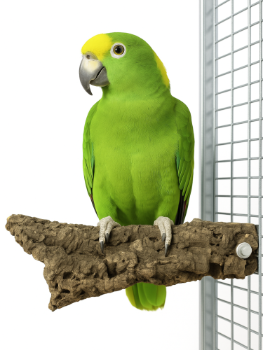 Přírodní tyčinka z kůry korkového dubu L – pro střední a velké papoušky od ParrotPlanet.cz