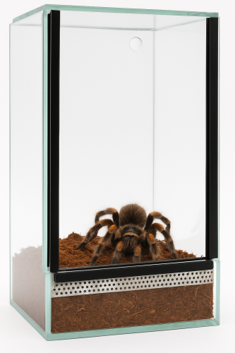 Terárium 15x15x25 cm – pro stromové pavouky, modlící se a strašilky | Sklo 4 mm, gilotina, ventilace nahoře–dole od ParrotPlanet.cz