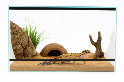 Terárium 60x30x30 cm – pro gekony leopardí, agamy a pavouky | Ventilace nahoře–dole, sklo 4 mm, moderní vodicí lišty od ParrotPlanet.cz