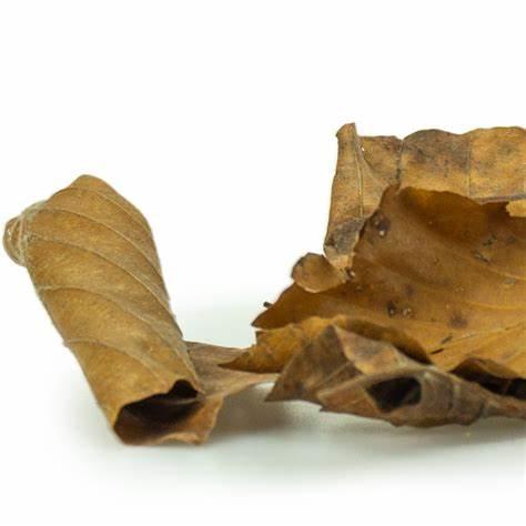 Zlatý podzim – přírodní listy do terária pro plazy 35–50 g | Dekorace, úkryty, vrstva podestýlky od ParrotPlanet.cz