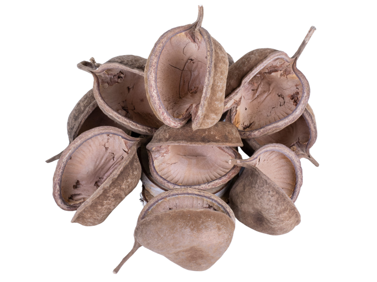 Přírodní ořech Buddy XL – úkryt a dekorace do terária pro plazy a pavouky od ParrotPlanet.cz