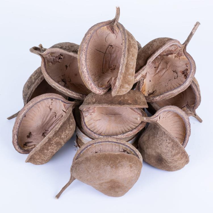 Přírodní ořech Buddy XL – úkryt a dekorace do terária pro plazy a pavouky od ParrotPlanet.cz