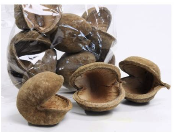 Přírodní ořech Buddy XL – úkryt a dekorace do terária pro plazy a pavouky od ParrotPlanet.cz