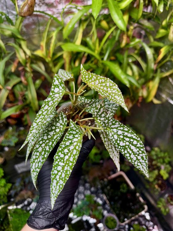 Begonia maculata 'Silver' – skvrnitá begónie s charakteristickým stříbrným vzorem | Parrot Planet.cz