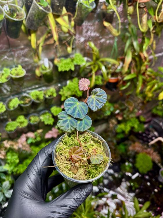 egonia sp. Sarawak – tropikalna opalizacja z Borneo | Parrot Planet