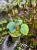 Begonia rockii – opalizující kráska z Asie do tropických terárií | Parrot Planet