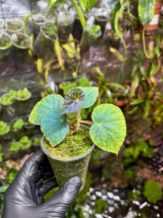 Begonia rockii – opalizující kráska z Asie do tropických terárií | Parrot Planet