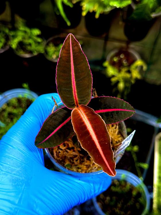 Emblemantha urnulata „Veinless Pink” – růžová tropická rostlina do terária | Parrot Planet.cz