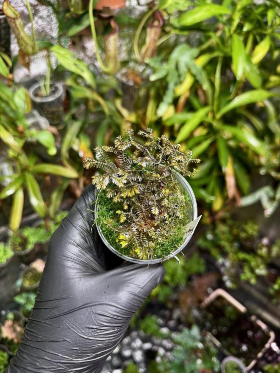 Selaginella sp. Borneo black – tmavolistá tropická rostlina do terária | Parrot Planet.cz