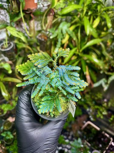 Selaginella megulara blue – modrozelená vidlička do terária | Parrot Planet.cz