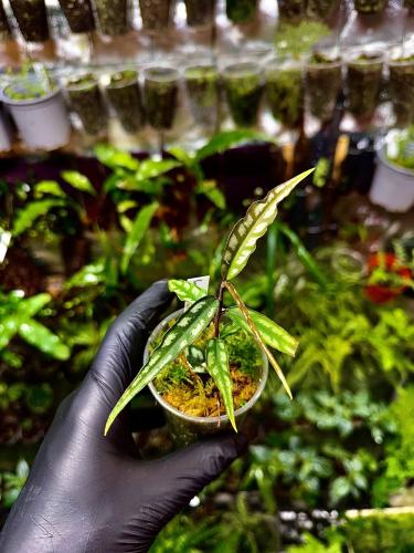 Labisia sp. Papua Long Leaves | Tropická rostlina do terária | Parrot Planet.cz