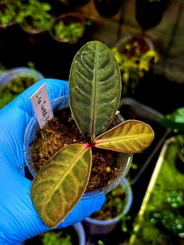 Labisia sp. Turtle Front – rostlina s listy jako želví krunýř do terária | Parrot Planet