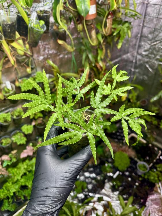 Pteris sp. „Japan” – japonská kapradina s jemnými, úzkými listy do terária | Parrot Planet.cz