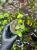 Dischidia nummularia | Visící tropická rostlina do terária | Parrot Planet