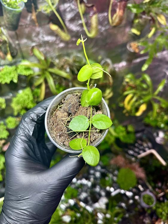 Dischidia nummularia | Visící tropická rostlina do terária | Parrot Planet