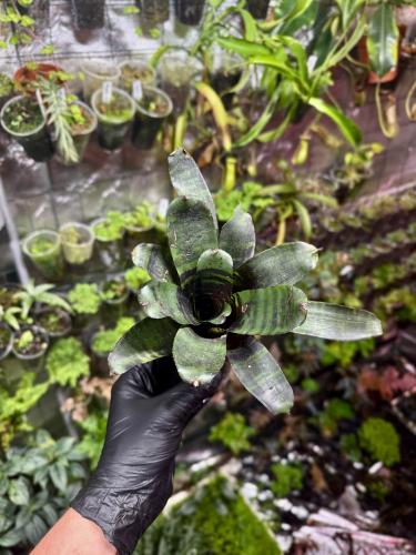 Neoregelia savoy truffle – okrasná bromélie s listy s tygřími pruhy | Parrot Planet.cz