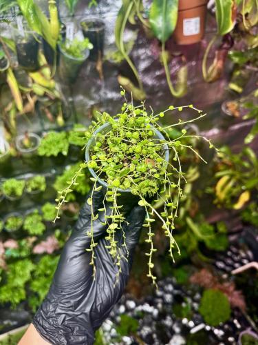 Peperomia prostrata – převislá rostlina s listy připomínajícími želví krunýř  | Parrot Planet.cz