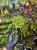 Peperomia prostrata – převislá rostlina s listy připomínajícími želví krunýř  | Parrot Planet.cz