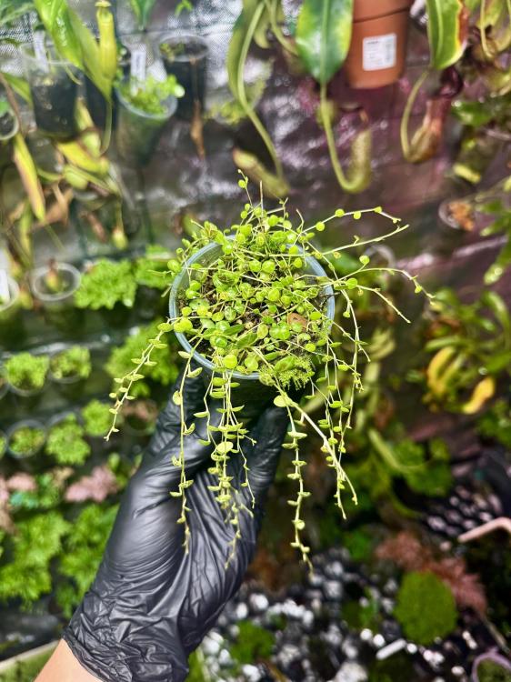 Peperomia prostrata – převislá rostlina s listy připomínajícími želví krunýř  | Parrot Planet.cz