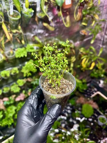 Pilea microphylla rostlina do terária tropická nízká pokryvná | Parrot Planet.cz