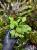 Anubias jade – světle zelená rostlina do akvária nebo vlhkého terária | Parrot Planet.cz