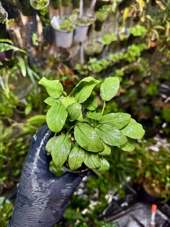 Anubias jade – světle zelená rostlina do akvária nebo vlhkého terária | Parrot Planet.cz