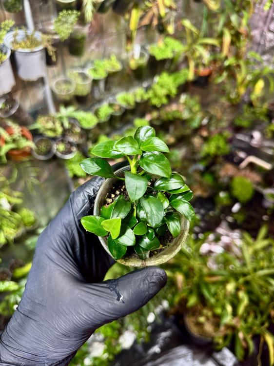 Anubias nana – miniaturní rostlina do terária a akvária | Parrot Planet.cz
