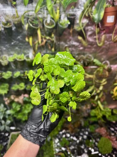 Hydrocotyle vulgaris – Pupečník obecný ze západní Evropyj | Parrot Planet.cz