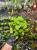 Hydrocotyle vulgaris – Pupečník obecný ze západní Evropyj | Parrot Planet.cz