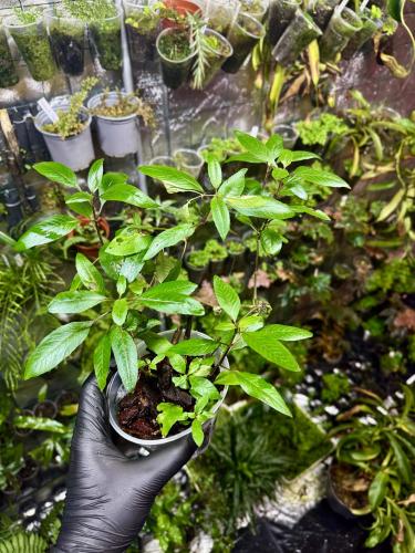 Hygrophila corymbosa – rychle rostoucí bahenní rostlina z Asie  | Parrot Planet.cz