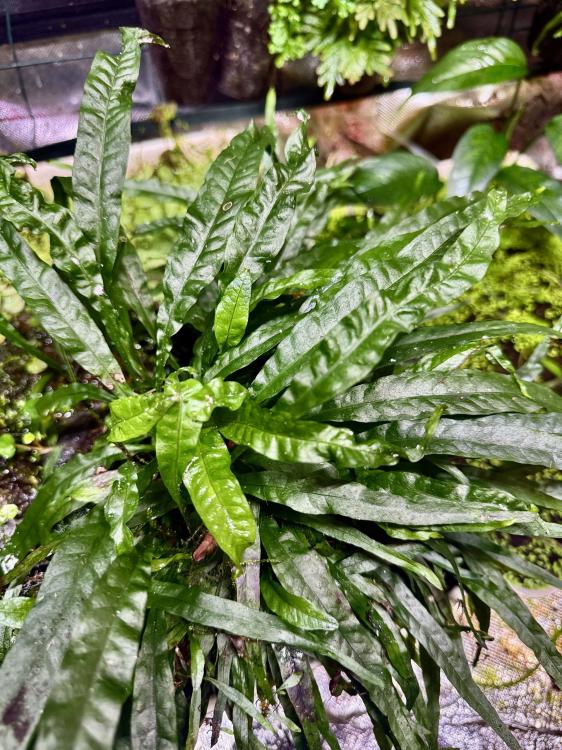 Microsorum sp. – stínomilná kapradina do akvária a terária s kompaktním tvarem | Parrot Planet od ParrotPlanet.cz