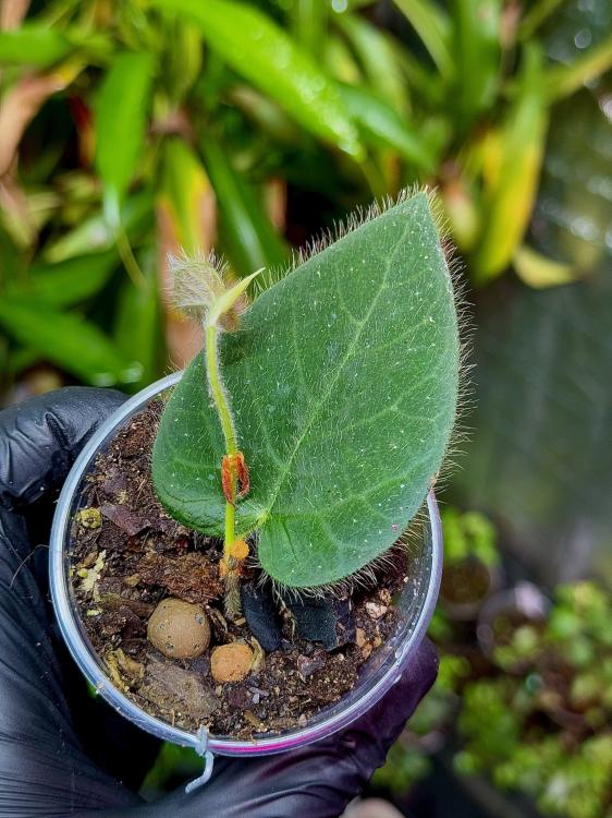 Ficus villosa | rychle rostoucí popínavá rostlina do vlhkých tropických terárií | Parrot Planet od ParrotPlanet.cz