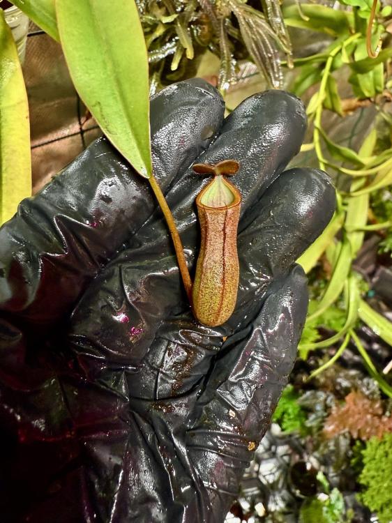 Nepenthes alata – masožravá láčkovka s červeno-zelenými láčkami | Parrot Planet od ParrotPlanet.cz