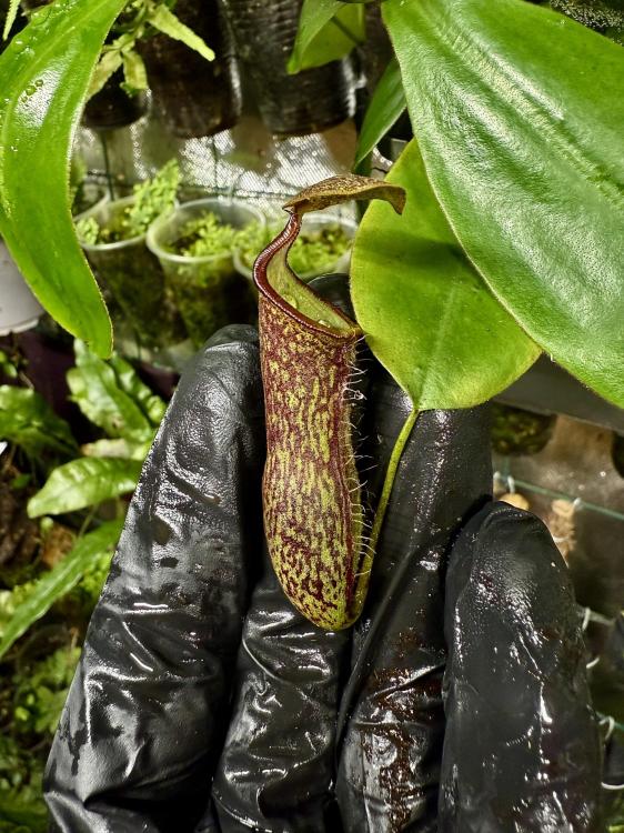 Nepenthes ventricosa x inermis – láčkovka s jedinečným tvarem láček | Parrot Planet od ParrotPlanet.cz