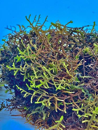 Bryophyta sp. „Lycophyllis” – jemný mech s strukturou plavuně | ParrotPlanet od ParrotPlanet.cz